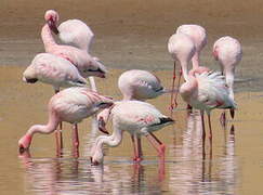 Lesser Flamingo