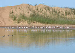 Lesser Flamingo