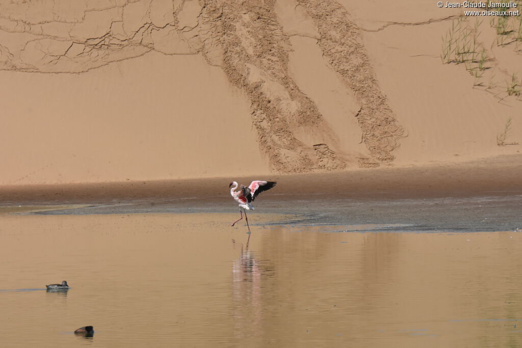 Lesser Flamingo