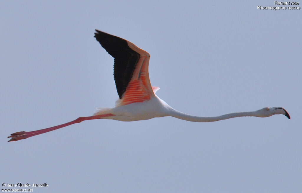 Flamant rose, Vol