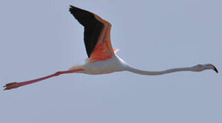 Greater Flamingo