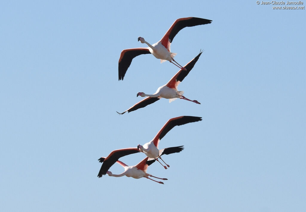 Flamant rose