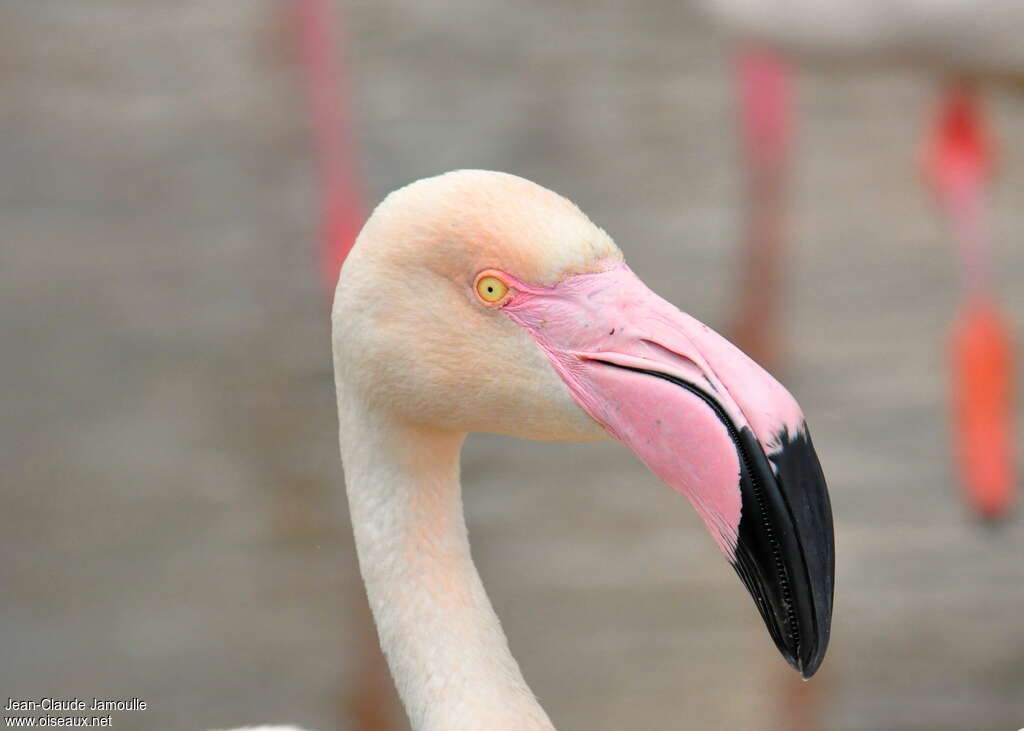 Greater Flamingoadult