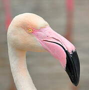 Greater Flamingo