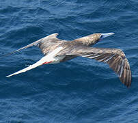 Red-footed Booby