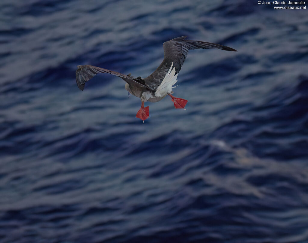 Red-footed Boobyadult, fishing/hunting