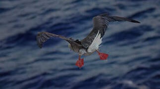 Red-footed Booby