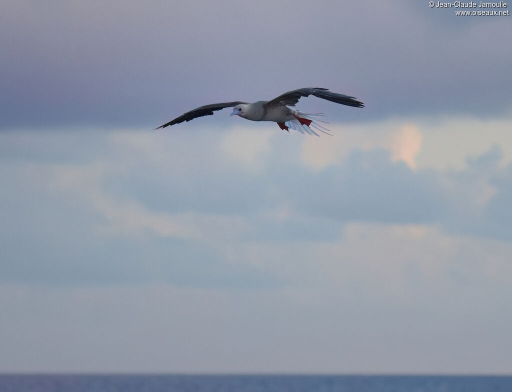 Red-footed Booby, Flight