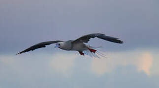 Red-footed Booby