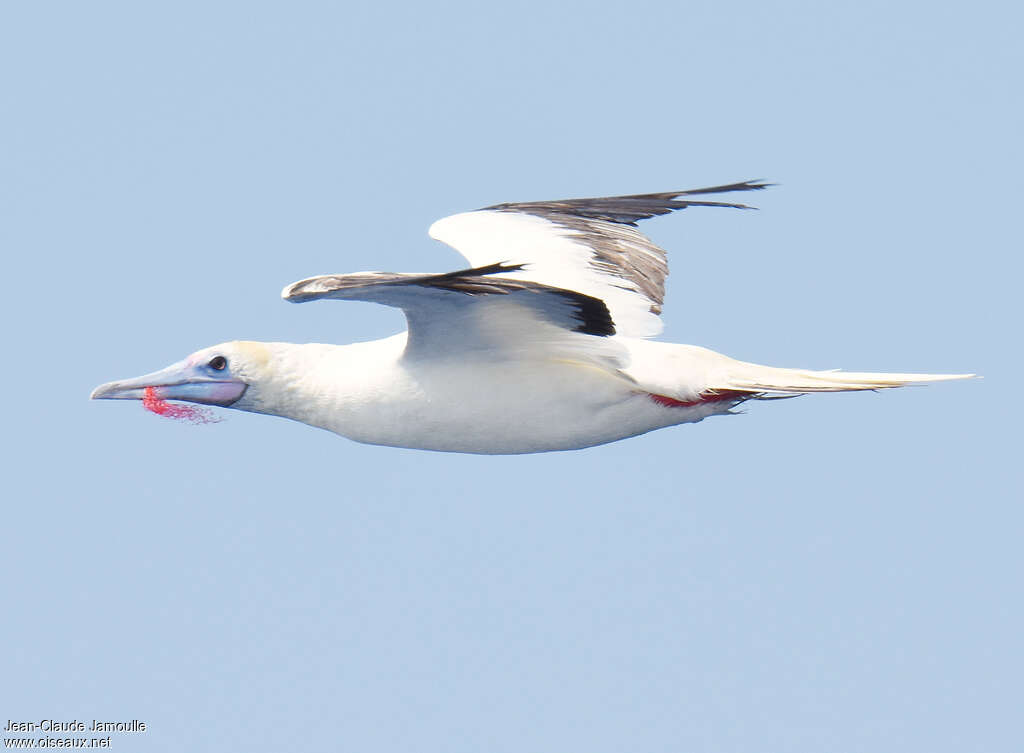 Red-footed Boobyadult, pigmentation, Flight, Behaviour