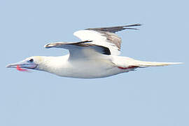 Red-footed Booby