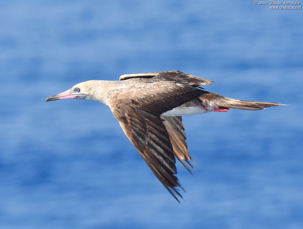 Fou à pieds rouges