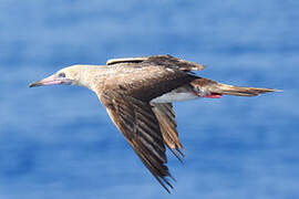 Red-footed Booby