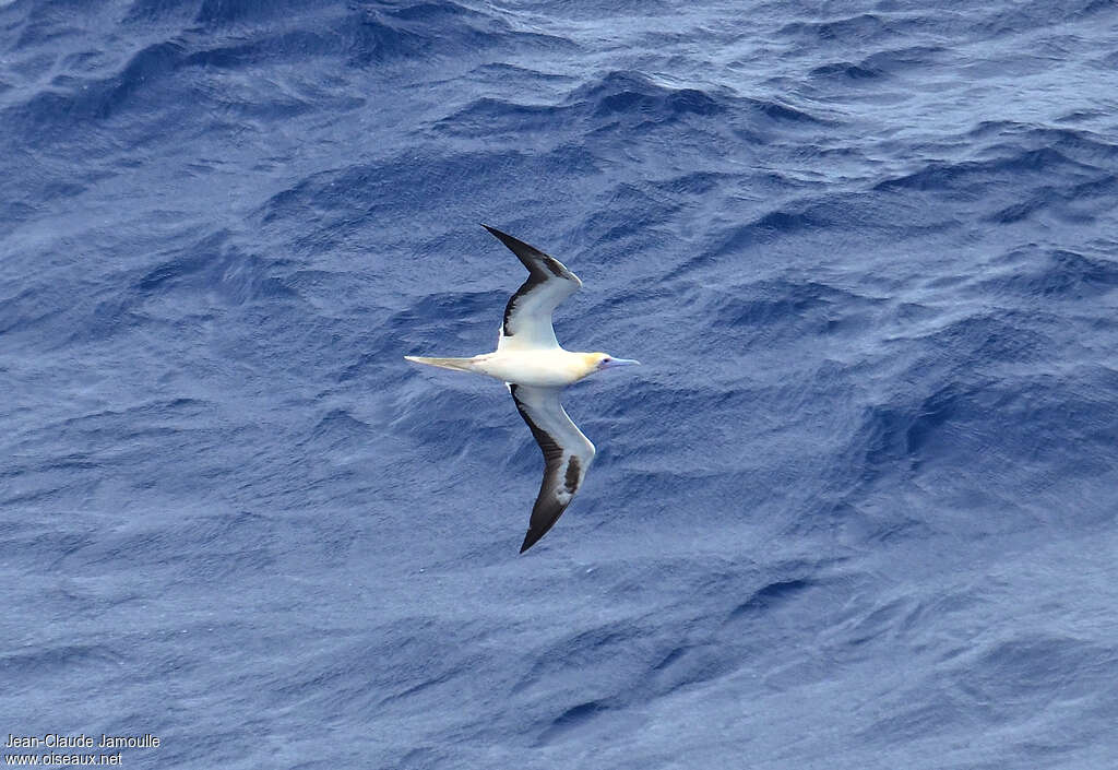 Red-footed Boobyadult, pigmentation, Flight