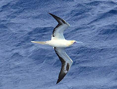 Red-footed Booby