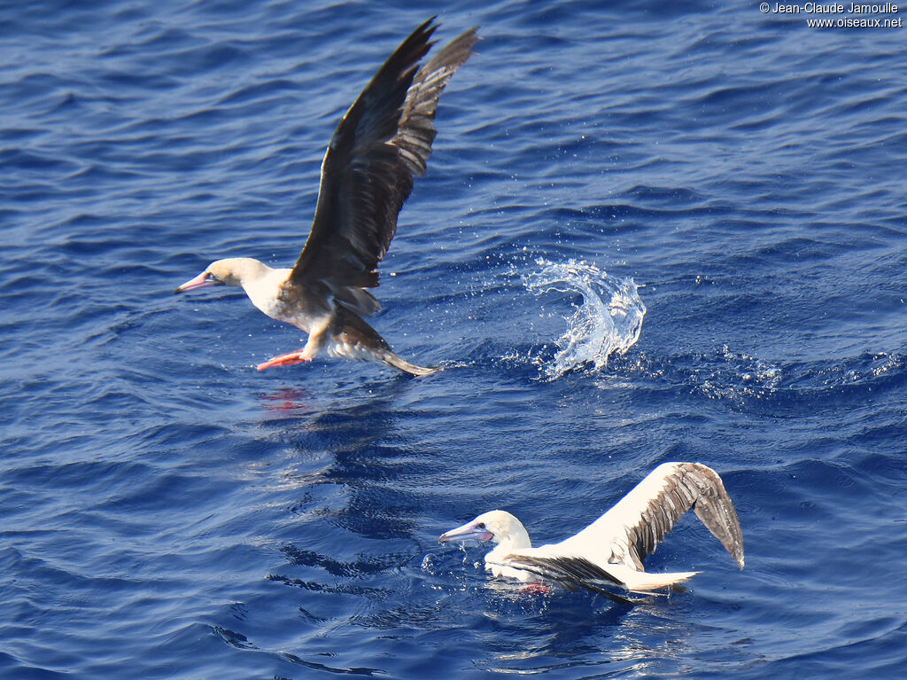 Red-footed Booby