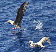 Red-footed Booby