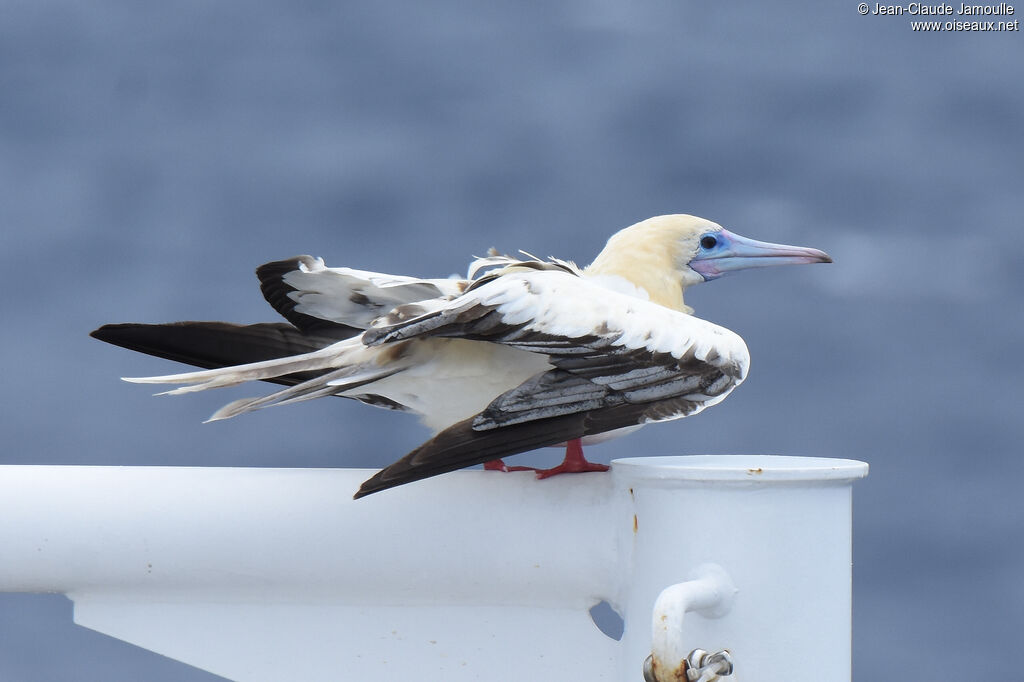 Red-footed Booby