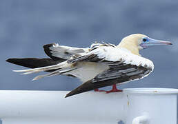 Red-footed Booby