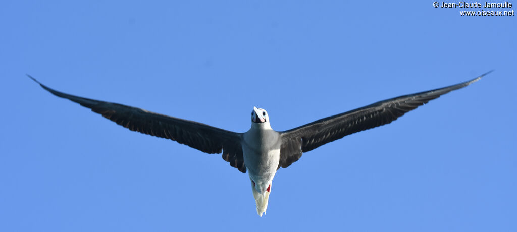 Fou à pieds rouges