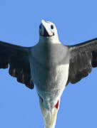 Red-footed Booby