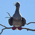 Fou à pieds rouges