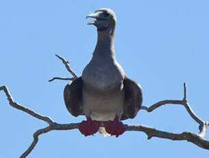 Fou à pieds rouges