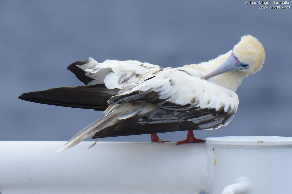 Red-footed Booby