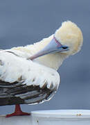 Red-footed Booby