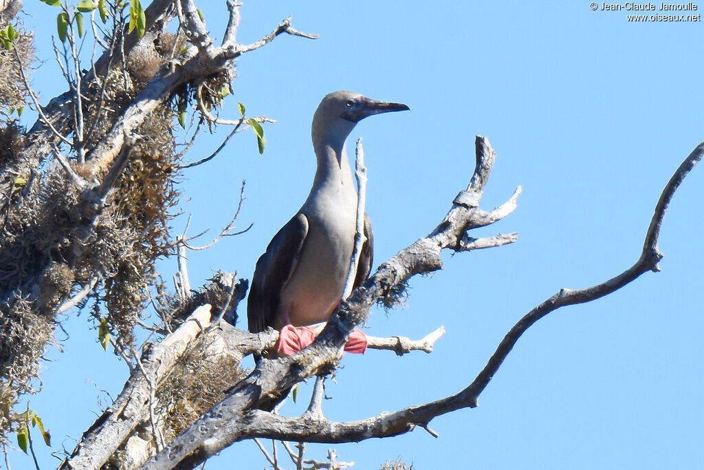 Fou à pieds rouges