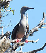 Red-footed Booby