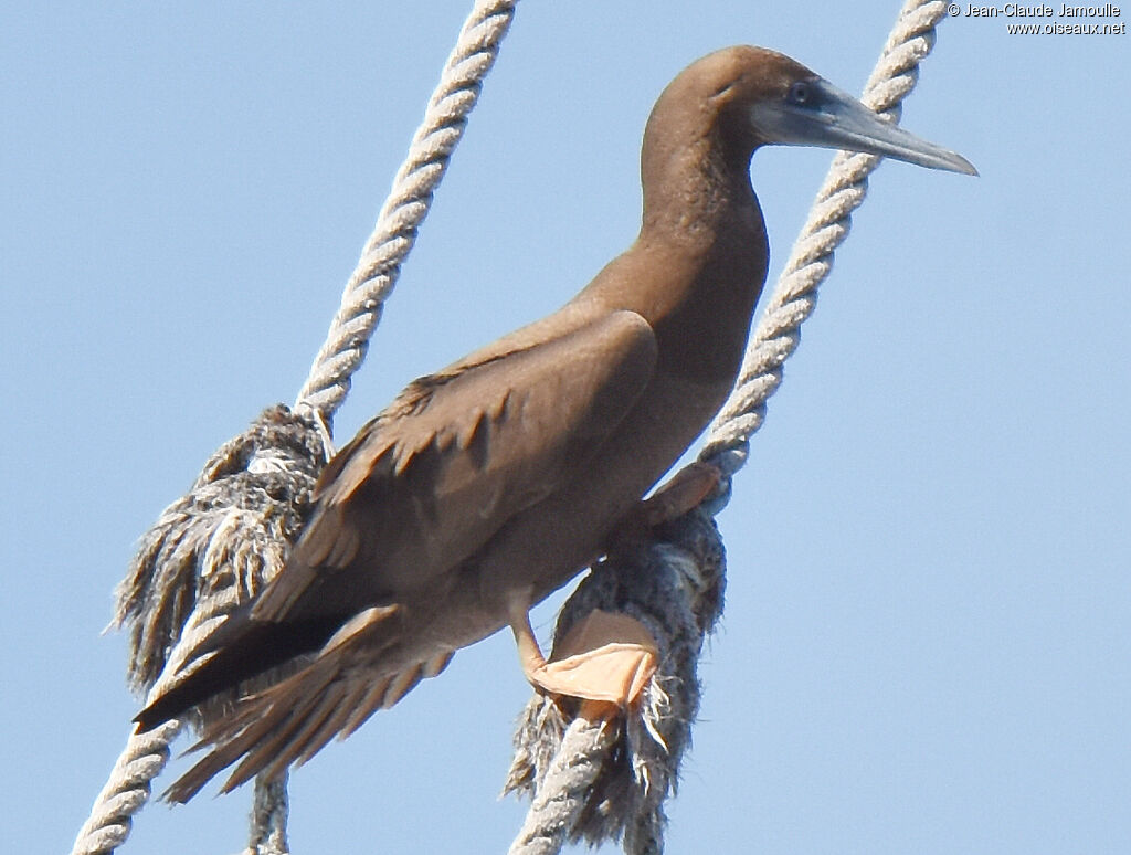 Brown Booby