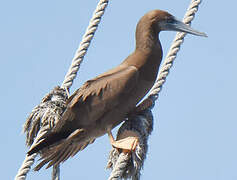 Brown Booby