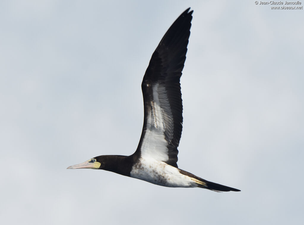 Brown Booby