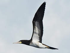 Brown Booby