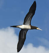 Brown Booby