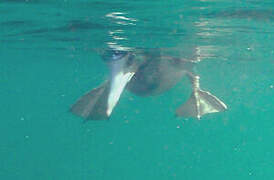 Brown Booby