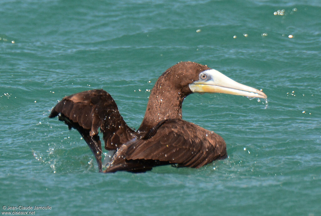 Brown Booby