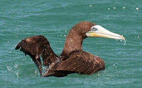 Brown Booby