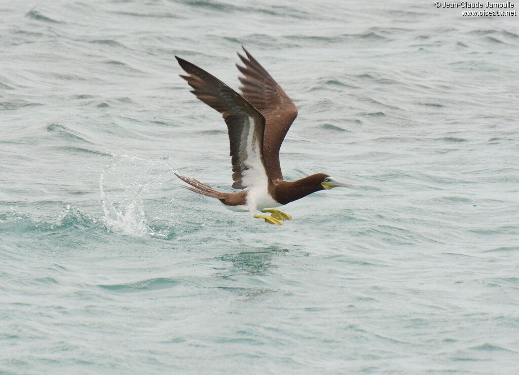 Brown Booby