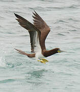 Brown Booby