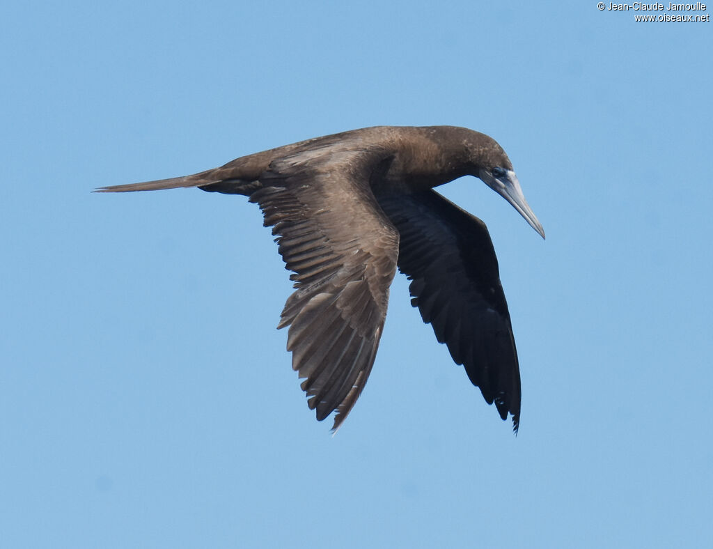 Brown Boobysubadult