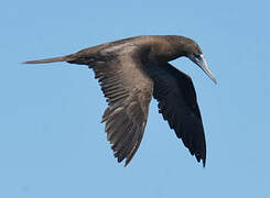 Brown Booby