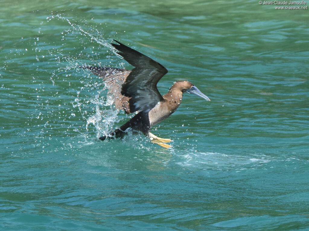 Brown Booby