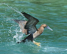 Brown Booby