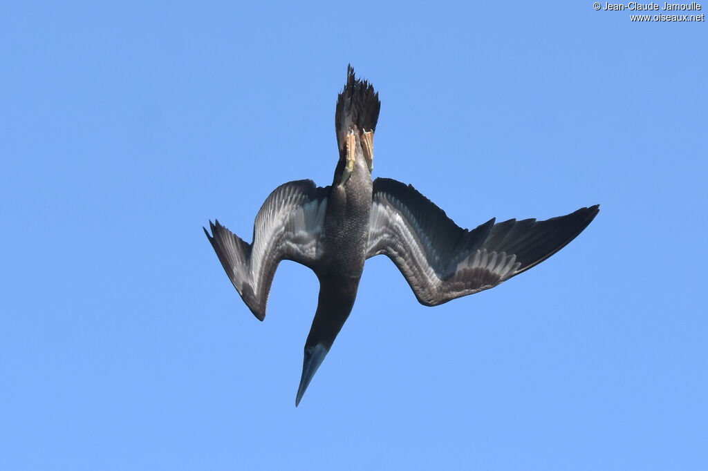 Brown Booby