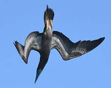 Brown Booby