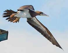 Brown Booby