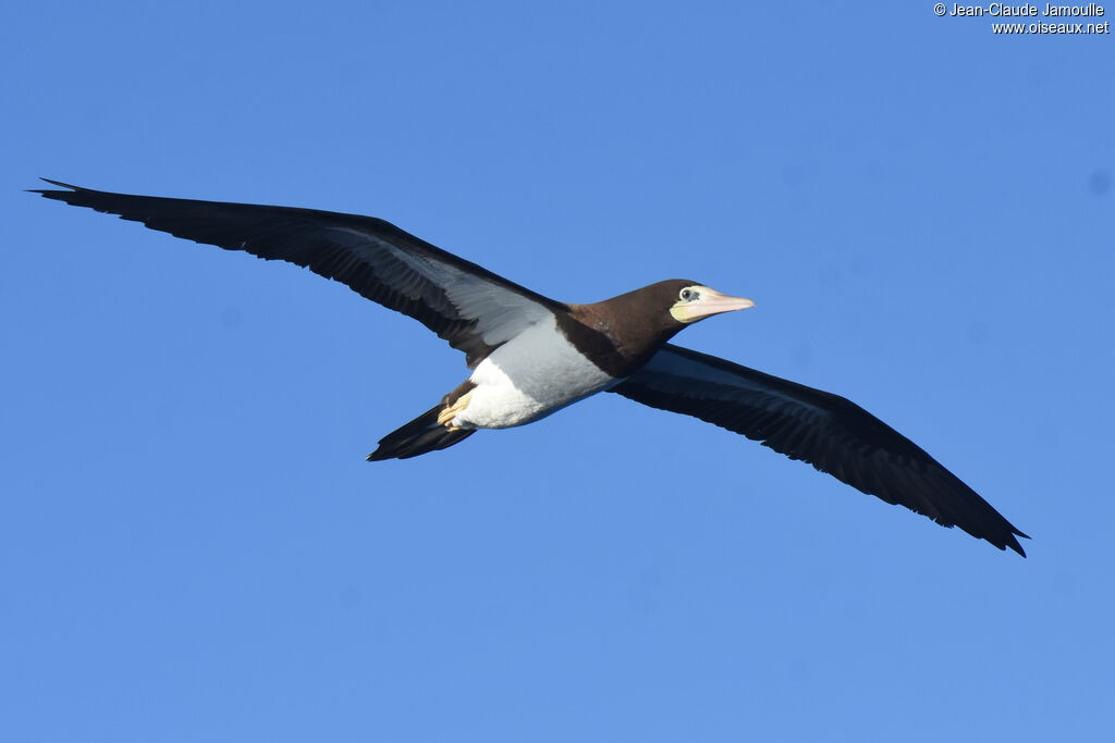 Brown Booby