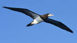 Brown Booby